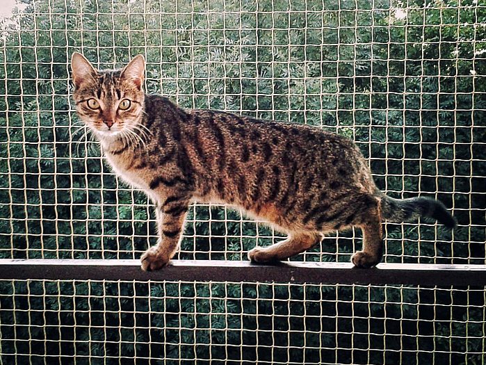 BALCONY NET FOR CATS 5x3m NO DRILLING Cat net