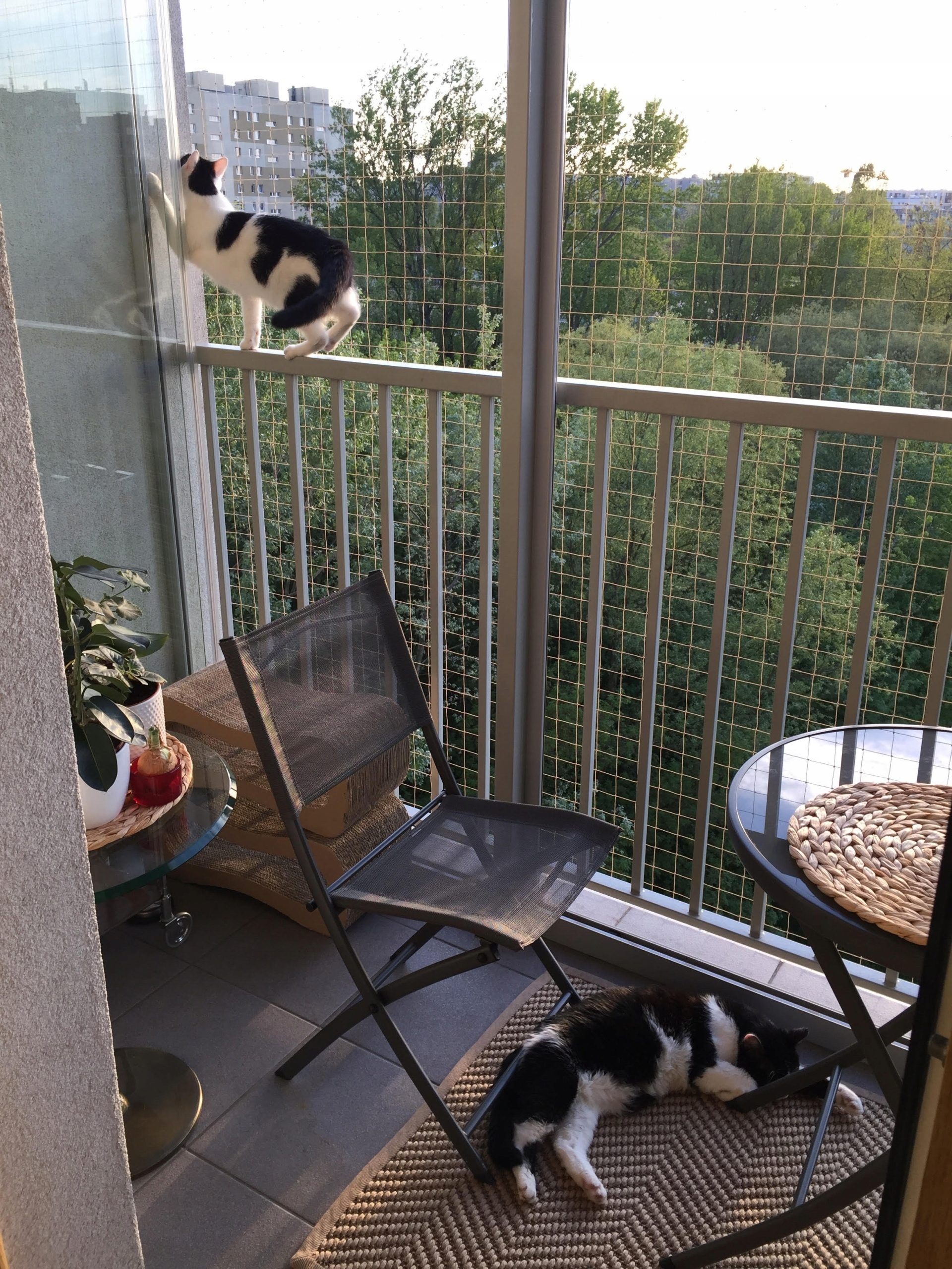 BALCONY NET FOR CATS 5x3m NO DRILLING Cat net