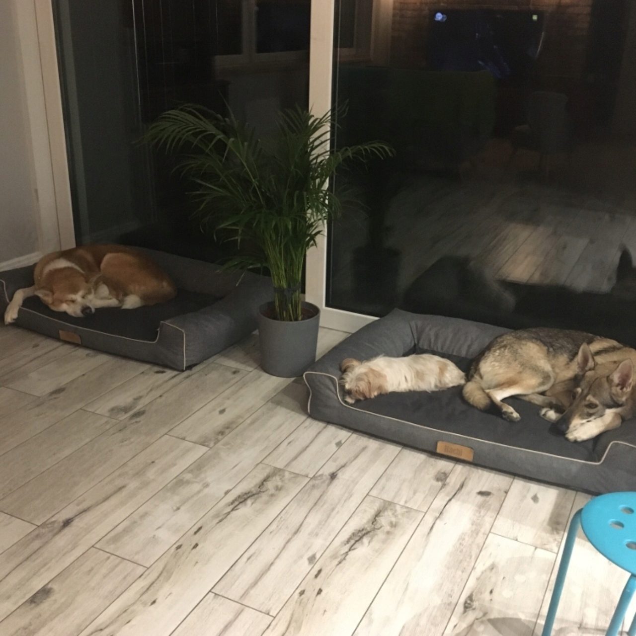Lit pour chien fait à la main, coussin pour chien, canapé pour chien, lit pour animaux, lit pour chat, panier pour chien, lieu de couchage avec plaque signalétique