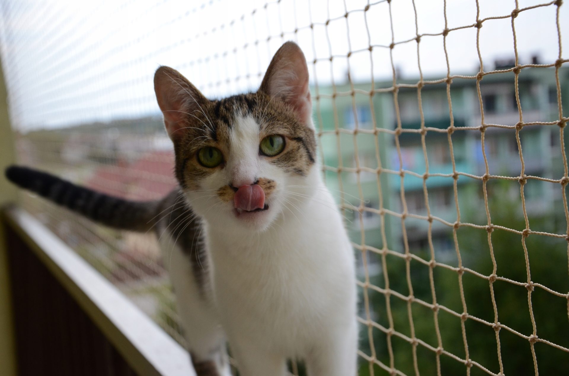 BALCONY NET FOR CATS 5x3m NO DRILLING Cat net