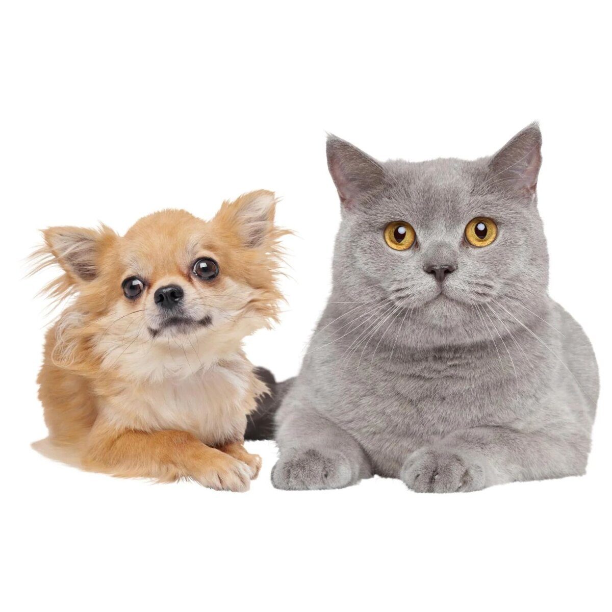 Zoofari® Arbre à chat « Palm » / hamac / tipi pour animaux de compagnie (tipi pour petits chiens, chats) bon