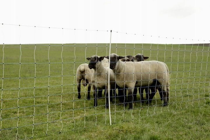 Vario net for wolves 50m wolf defense wolf pasture pasture animal protection herd protection