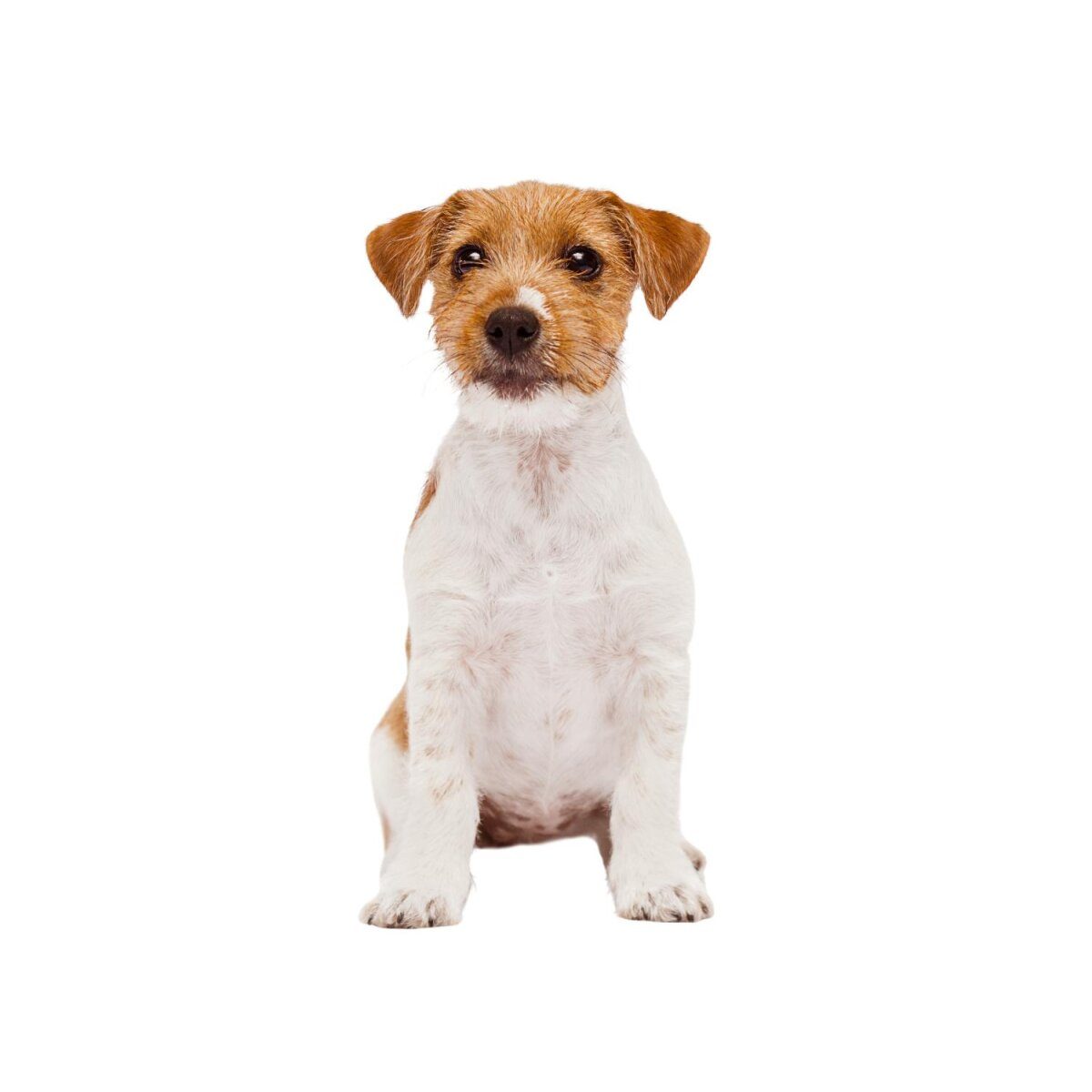 ZOOFARI® Hundegeschirr, mit reflektierenden Zierelementen