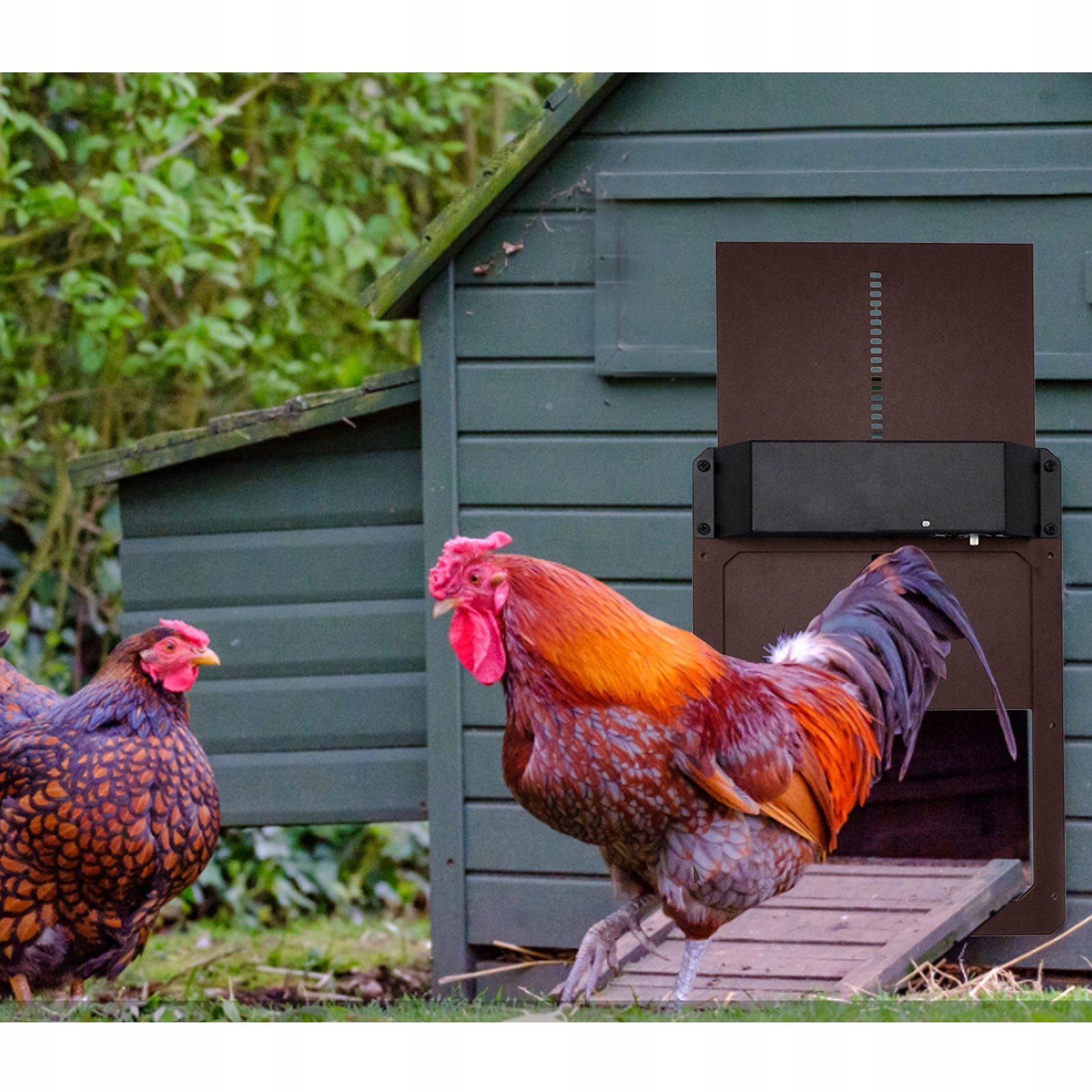 Automatic chicken flap with light sensor, ideal for outdoor/indoor chicken coops