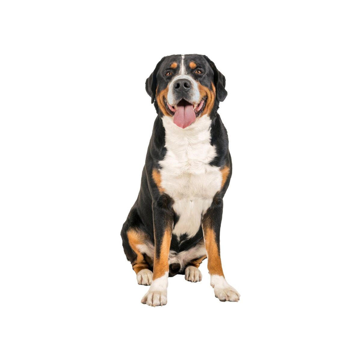 ZOOFARI® Hundegeschirr, mit reflektierenden Zierelementen
