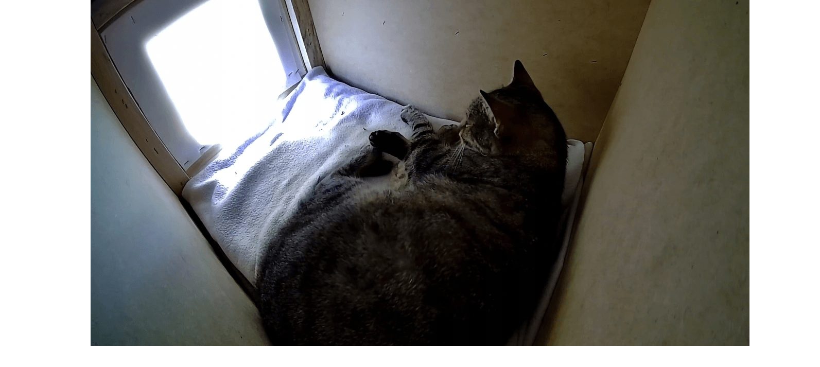 Handmade kit cat house weatherproof with name plate