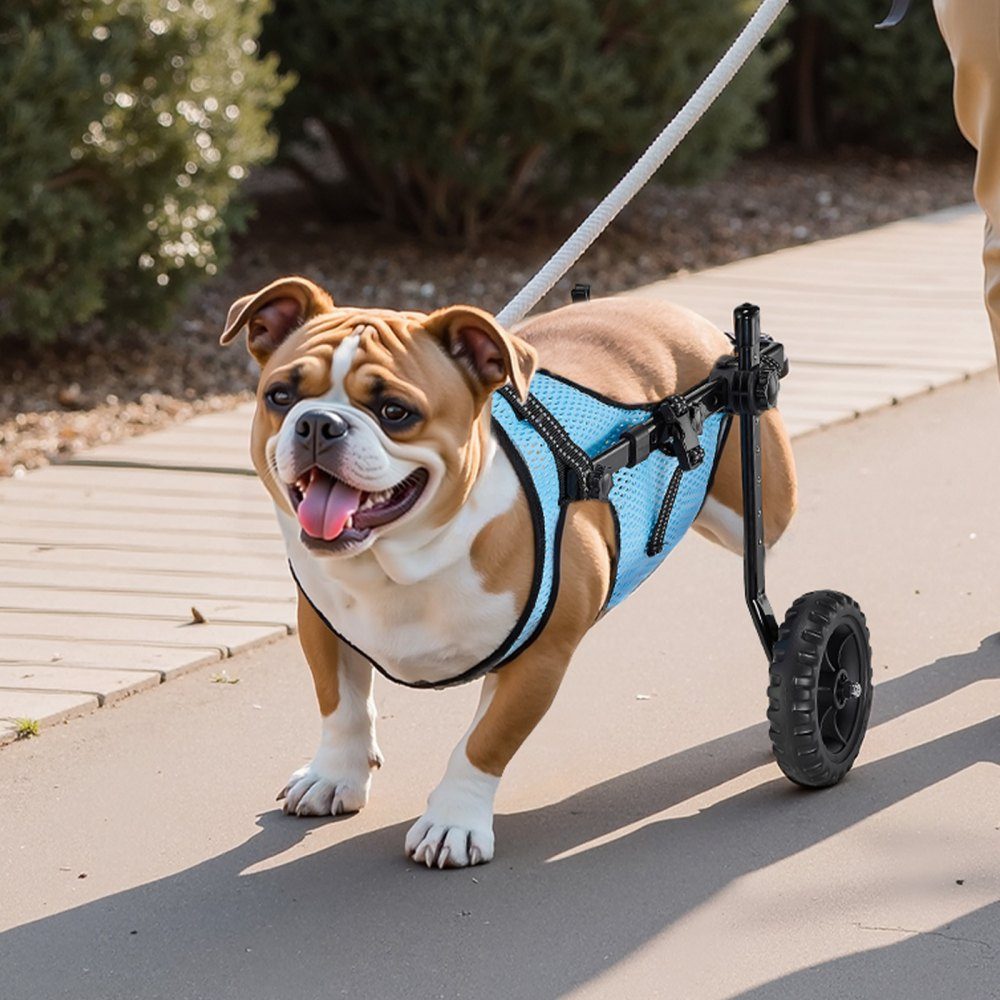 Dog Wheelchair for Hind Legs, Adjustable Pet Wheelchair, Lightweight Dog Stroller with Shock Absorbing Wheels, Walking Aid for Disabled, Paralyzed, Injured Dogs up to 15kg, M