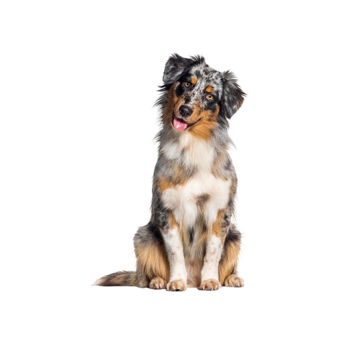 ZOOFARI® Hundegeschirr, mit reflektierenden Zierelementen