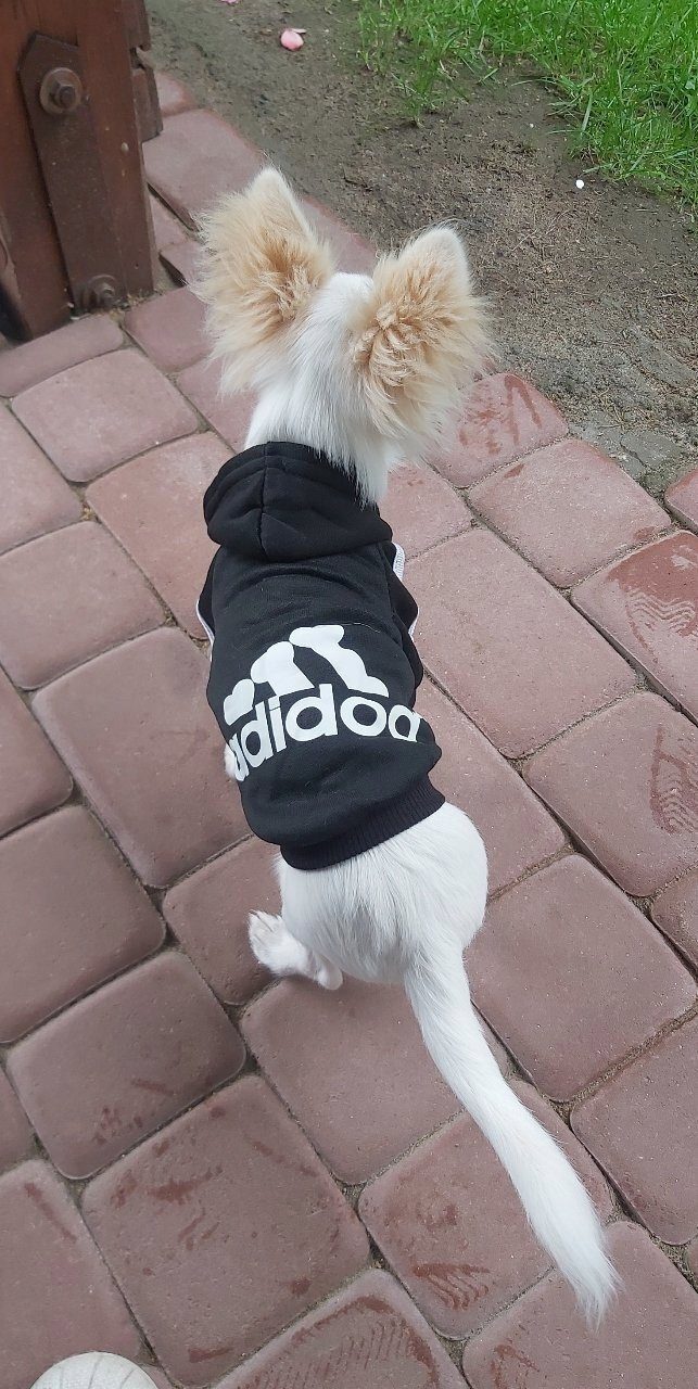 Adidog dog clothes, sweater, hooded jacket, outfit for dogs, puppies, color of your choice