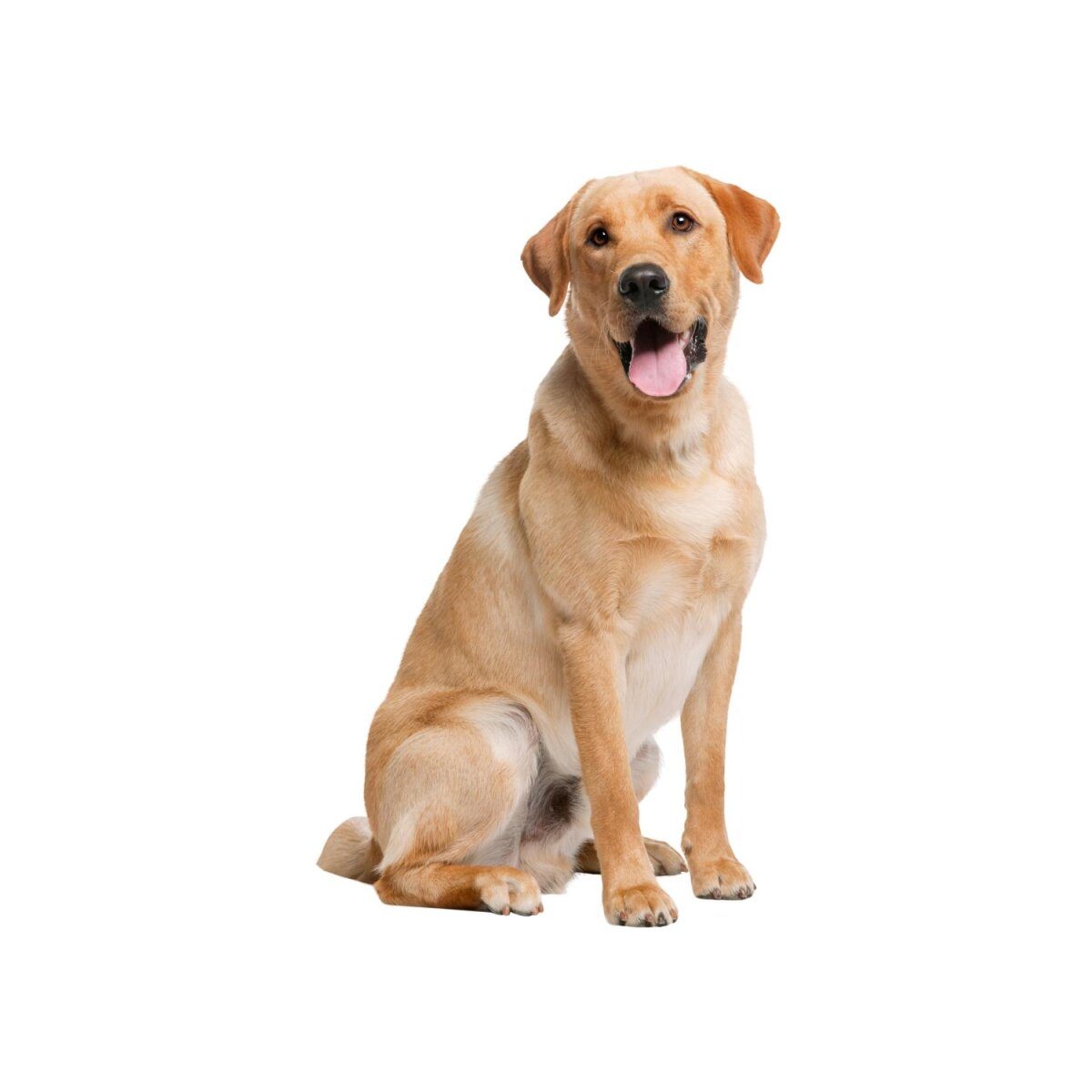 ZOOFARI® Hundegeschirr, mit reflektierenden Zierelementen