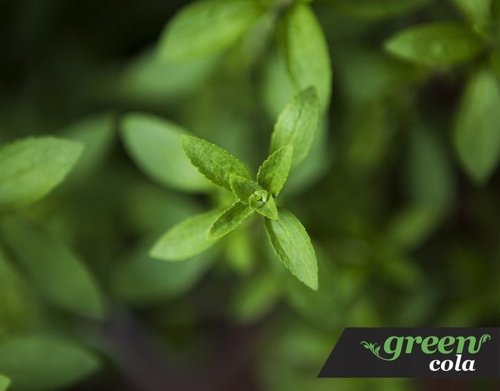 24 Dosen (0,33 l) Green Cola Stevia Koffein, zuckerfrei