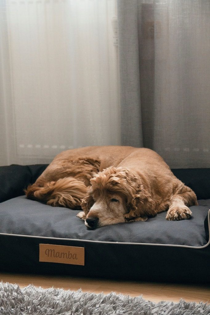 Lit pour chien fait à la main, coussin pour chien, canapé pour chien, lit pour animaux, lit pour chat, panier pour chien, lieu de couchage avec plaque signalétique