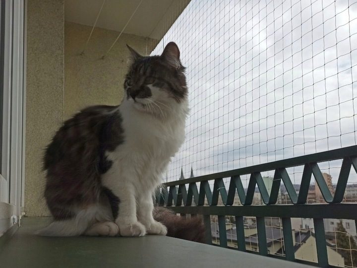 BALCONY NET FOR CATS 5x3m NO DRILLING Cat net